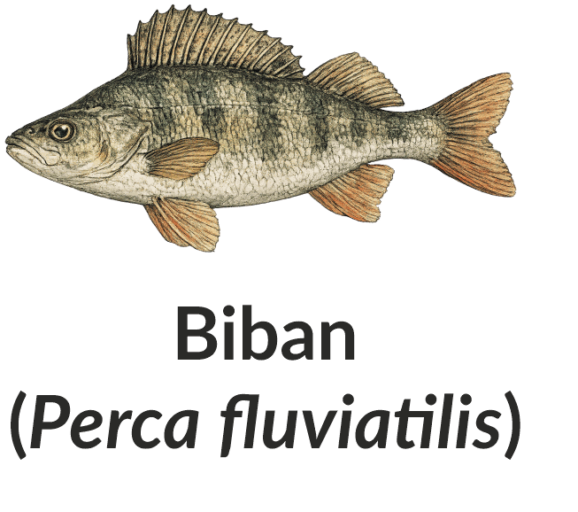 Biban (Perca fluviatilis)