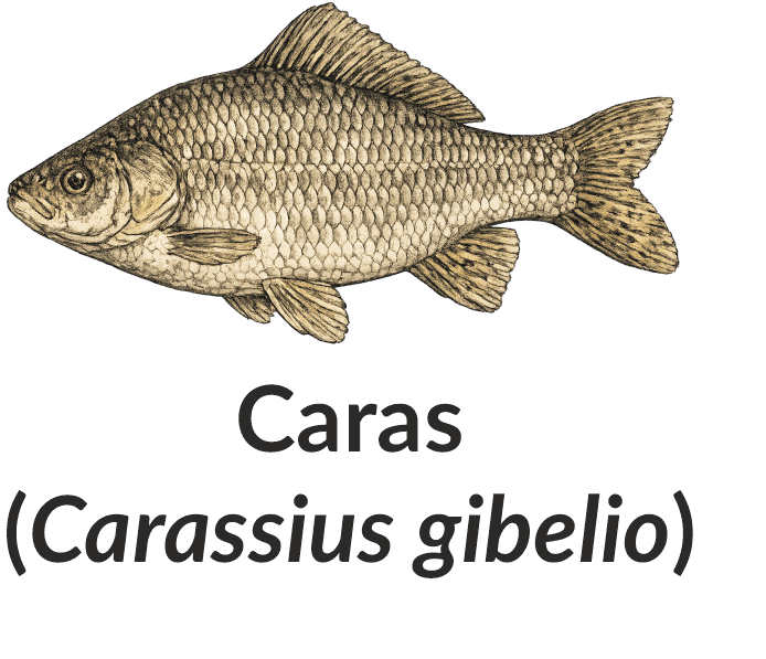 Caras (Carassius gibelio)