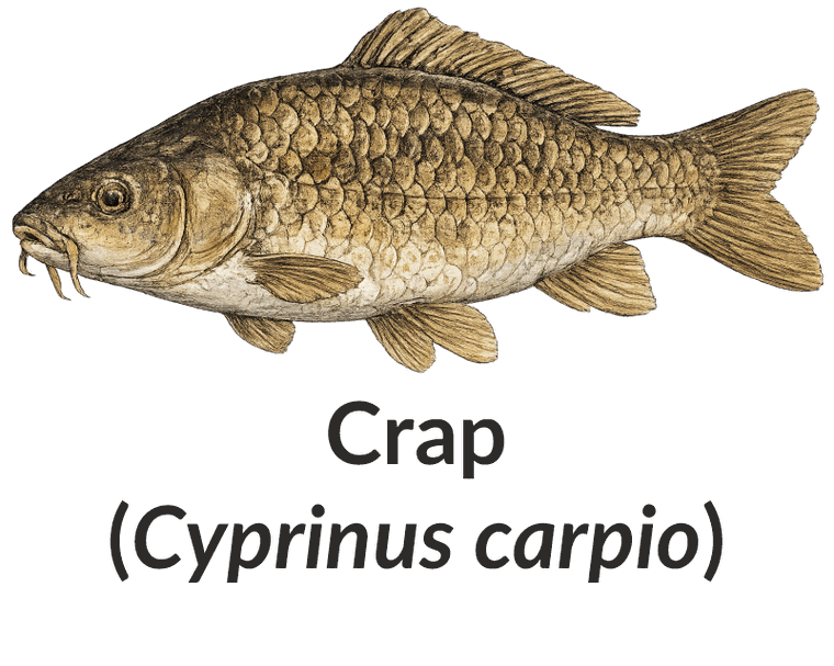 Crap (Cyprinus carpio)