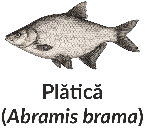 Plătică (Abramis brama)
