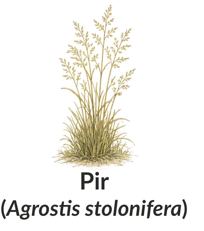 Pir (Agrostis stolonifera)