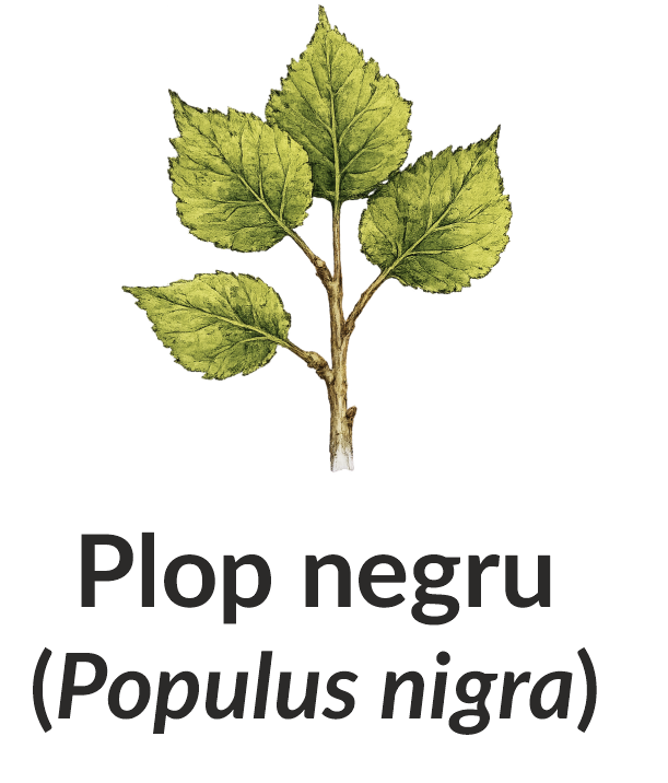 Plop negru (Populus nigra)