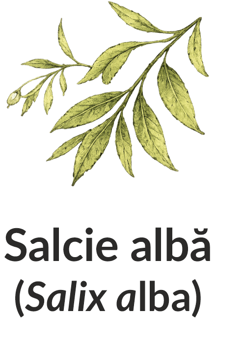 Salcie albă (Salix alba)
