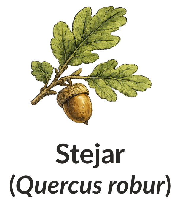Stejar (Quercus robur)