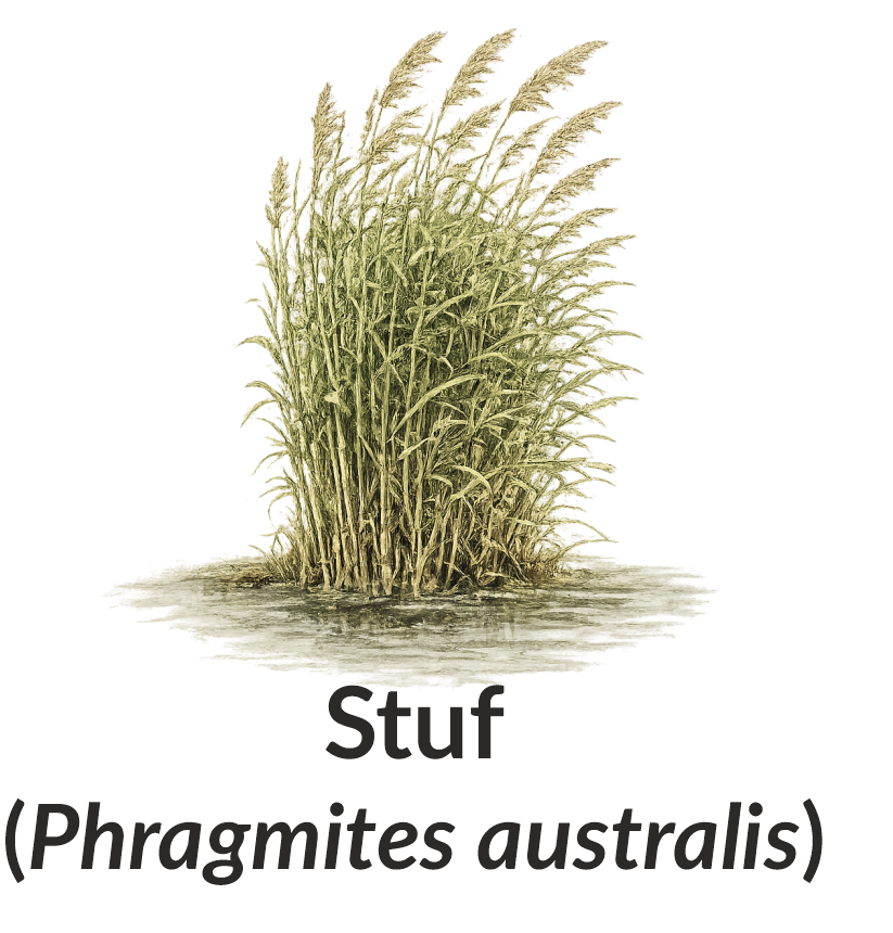 Stuf (Phragmites australis)