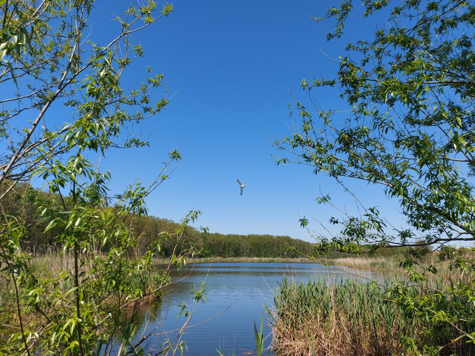 Peisaj din situl Natura 2000 — luciu de apă, stufăriș și pădure, cu o pasăre în zbor