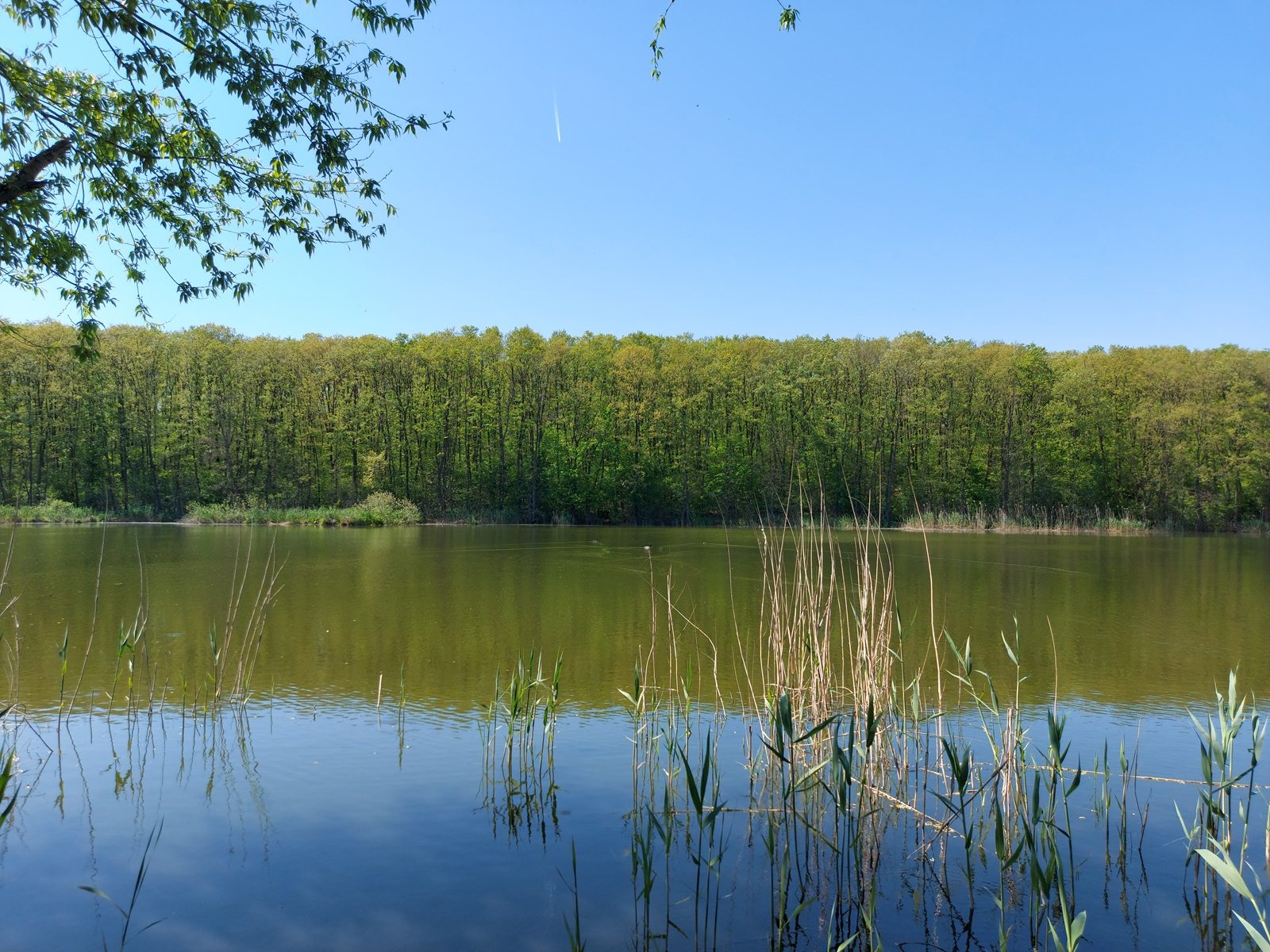 Lac liniștit mărginit de pădure de foioase, în situl Natura 2000